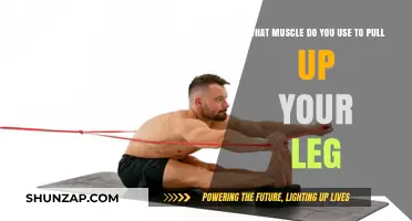 Unveiling the Key Muscles Behind Leg Lifts and Pull-Ups
