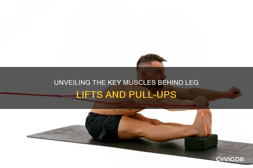 what muscle do you use to pull up your leg