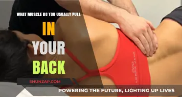 Common Back Muscle Strains: Identifying the Frequently Pulled Muscles