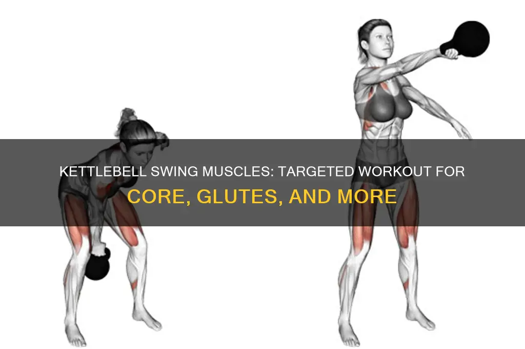 what muscle do you work with kettleell swing