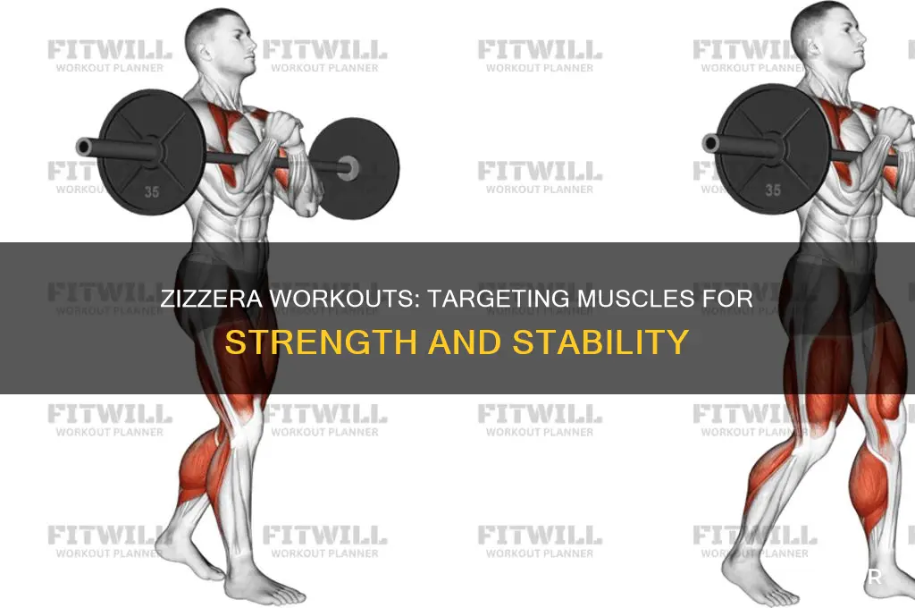 what muscle do zizzera work