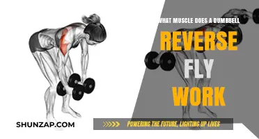 Dumbbell Reverse Fly: Targeted Muscles and Benefits Explained