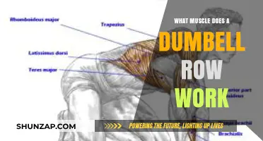 Dumbbell Row Muscles: Targeted Back, Arm, and Core Strength Training