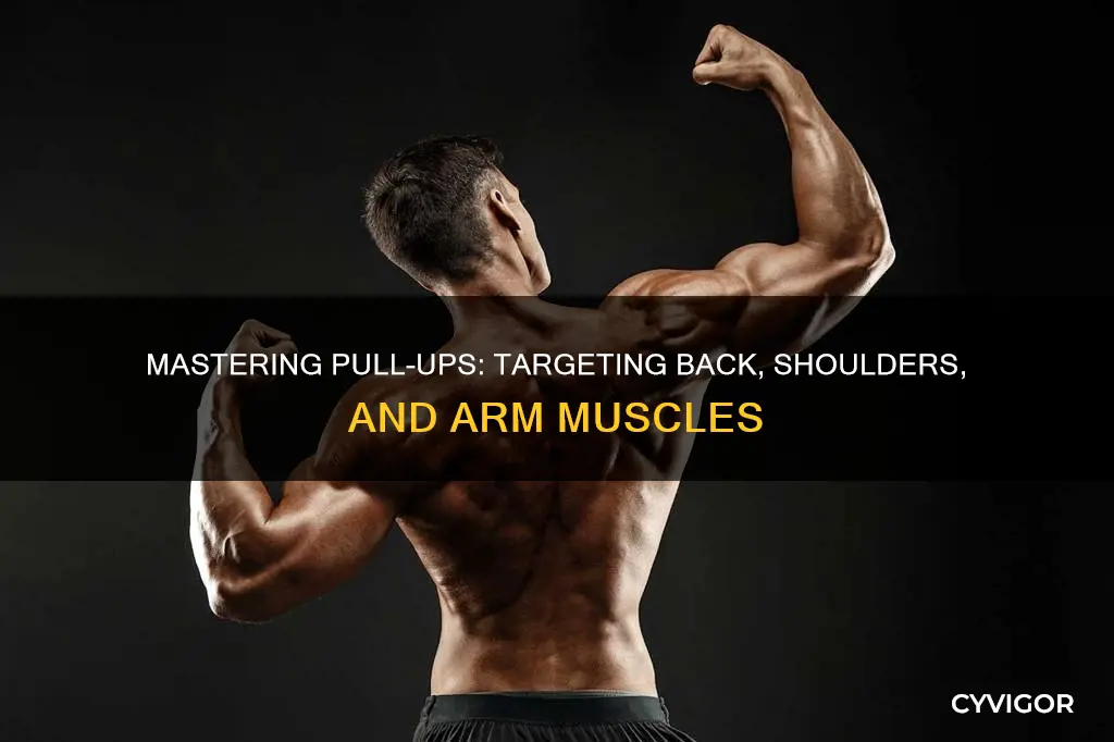 what muscle does a fpullupworkout