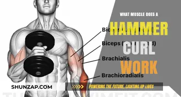 Hammer Curls: Targeting Forearms, Biceps, and Brachialis Muscles Effectively