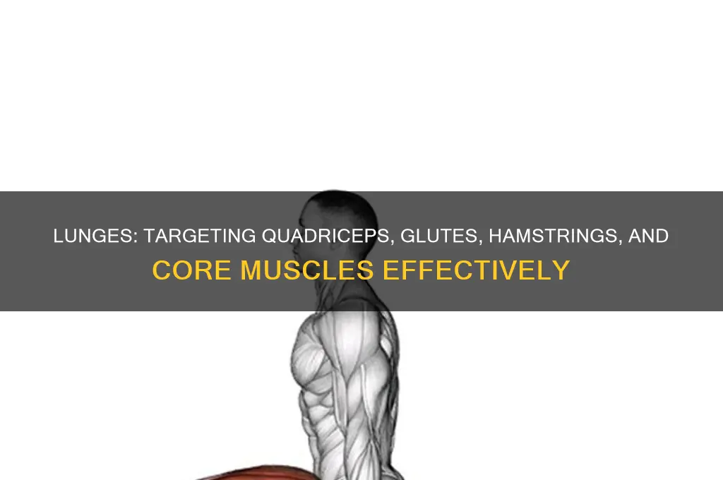 what muscle does a lunge work