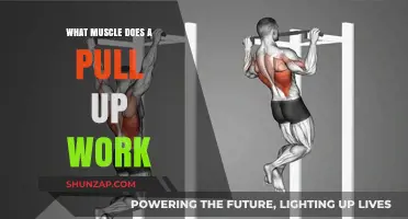 Mastering Pull-Ups: Targeted Muscles and Strength-Building Benefits Explained