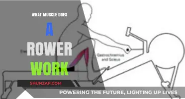 Rowing's Full-Body Benefits: Muscles Targeted and Strengthened by Rowing