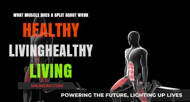 Split Squat Benefits: Target Muscles for Stronger, Healthier Living