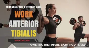 Stationary Lunges: Targeting the Anterior Tibialis for Stronger Lower Legs