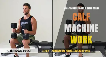 Tibia Dorsi Calf Machine: Targeted Muscles and Workout Benefits Explained