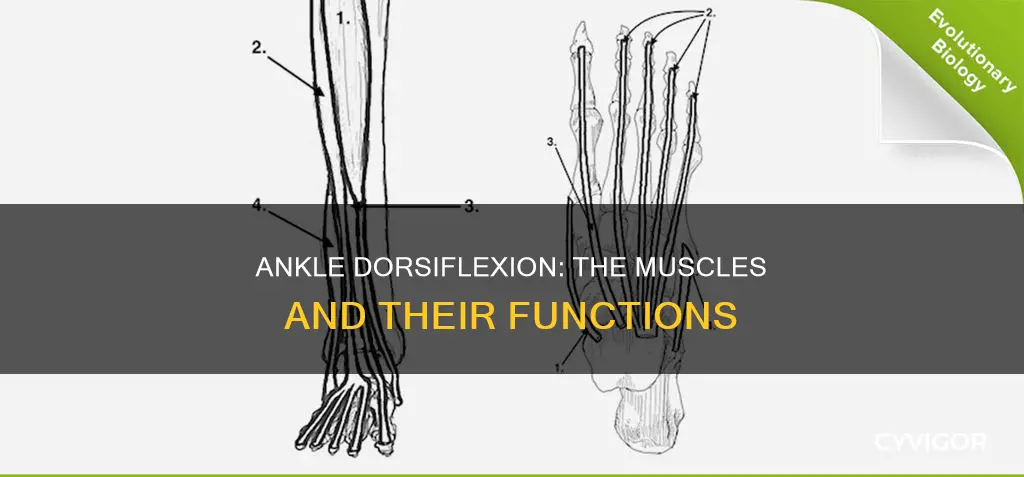 what muscle does ankle dorsiflexion