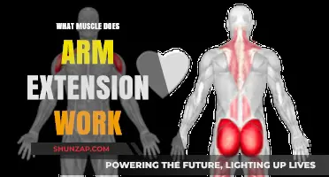 Arm Extension Muscles: Triceps, Shoulders, and Back Strength Explained