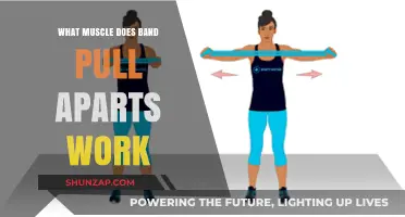 Band Pull Aparts: Targeted Muscles and Benefits for Upper Body Strength