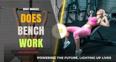 Bench Press Muscles: Targeted Chest, Shoulders, and Triceps Workout Explained