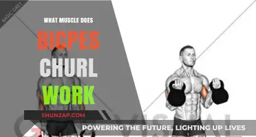 Biceps Curl Muscles: Targeted Workout Benefits and Techniques Explained