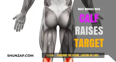 Unleashing the Power of Calf Raises: Targeted Muscle Guide