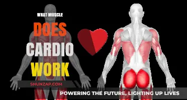 Cardio's Muscle Impact: Unveiling the Key Muscles Targeted in Aerobic Exercise
