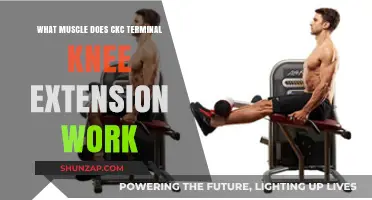 CKC Terminal Knee Extension: Targeted Muscles and Benefits Explained