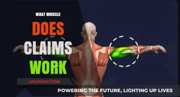 Unveiling the Muscles Targeted by Claims: A Comprehensive Guide