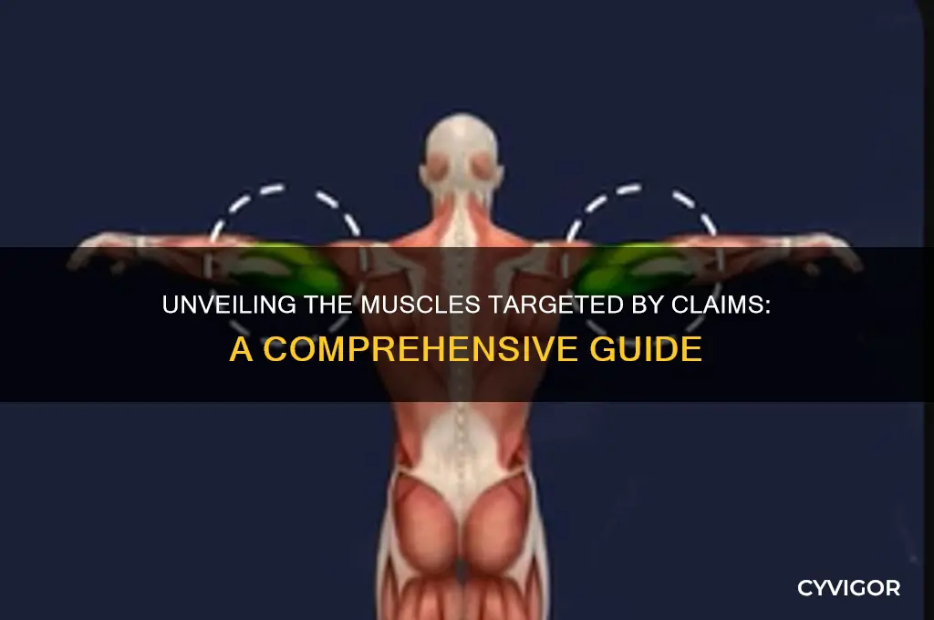 what muscle does claims work
