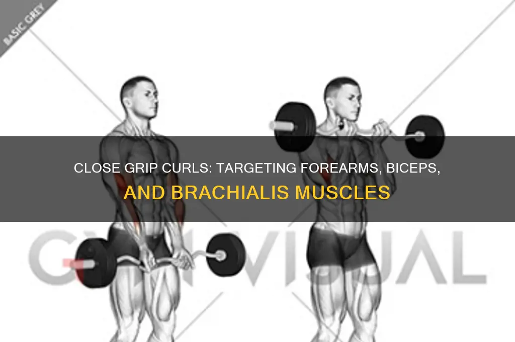 what muscle does close grip curl work