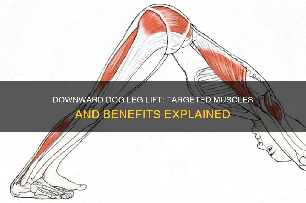 what muscle does downward dog leg lift work