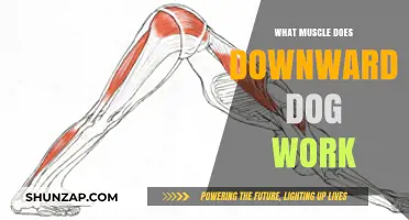 Downward Dog Benefits: Targeted Muscles and Full-Body Strengthening Explained