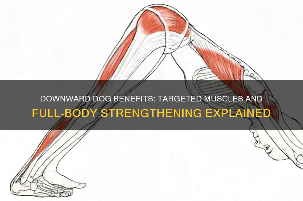 what muscle does downward dog work