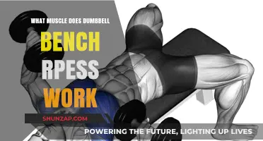 Dumbbell Bench Press: Target Muscles and Strength Benefits Explained