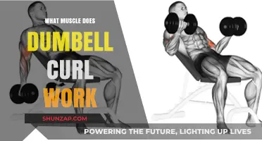 Dumbbell Curl Muscles: Targeting Biceps, Forearms, and Brachialis Effectively