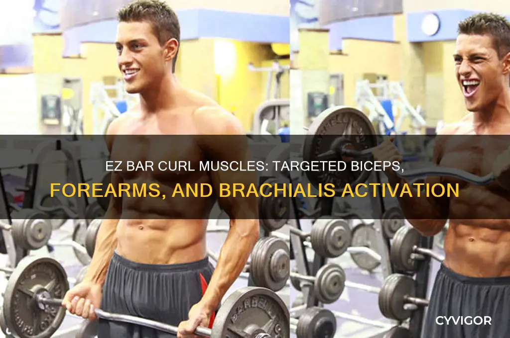 what muscle does ez bar curl work