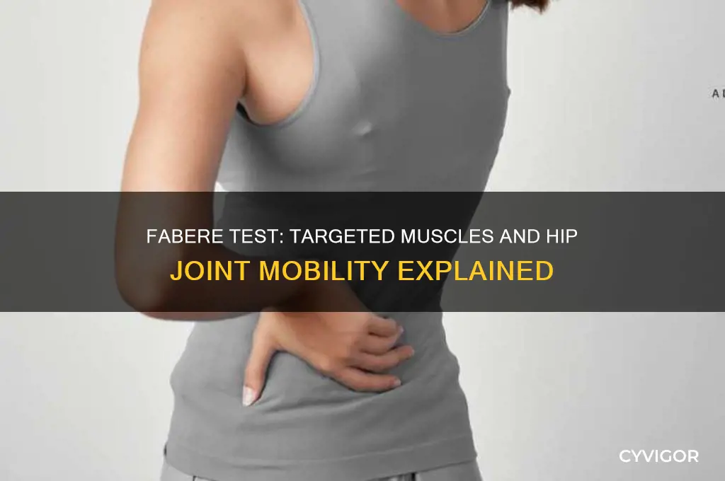 what muscle does fabere work