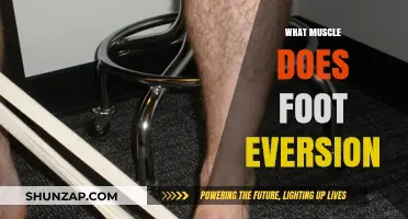 Foot Eversion: Which Muscles Are Involved and Why?