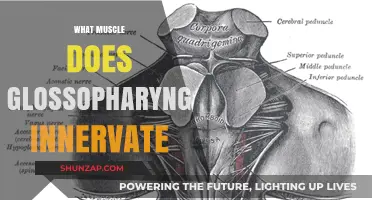 Exploring the Glossopharyngeal Nerve and Its Muscular Control