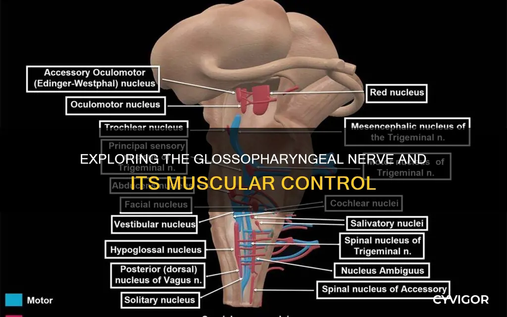 what muscle does glossopharyngeal innervate