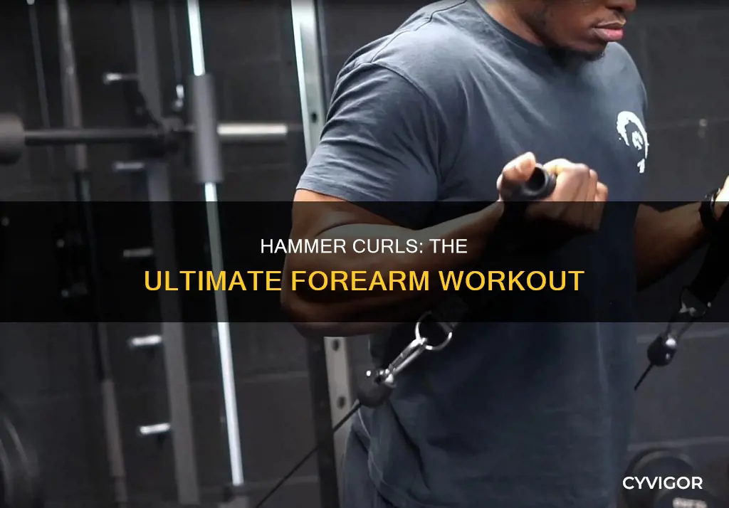 what muscle does hammer curls