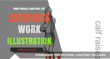 Heel Lift Exercises: Targeted Muscles and Benefits Illustrated Guide
