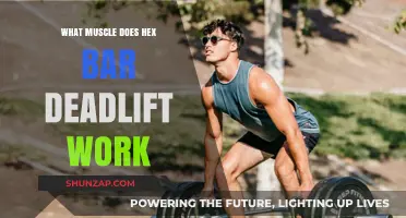 Hex Bar Deadlift Muscles: Targeted Groups and Benefits Explained