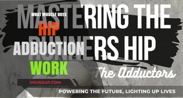 Hip Adduction: Targeted Muscles and Benefits for Stronger Lower Body