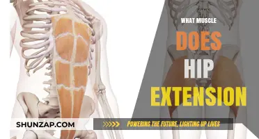 Hip Extension: Which Muscles Are Involved?