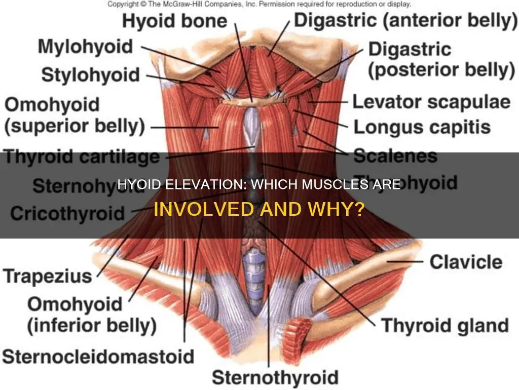 what muscle does hyoid elevation
