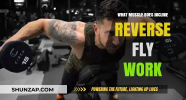 Incline Reverse Fly: Target Muscles and Benefits Explained