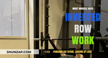 Inverted Rows: Targeting Back, Biceps, and Core Muscles Effectively