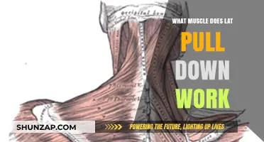 Lat Pull Down: Target Muscles and Benefits Explained