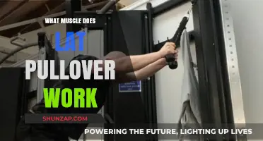 Lat Pullover Muscles: Targeted Benefits and Workout Techniques Explained