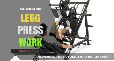 Leg Press Muscles: Targeted Strength Training for Lower Body Power