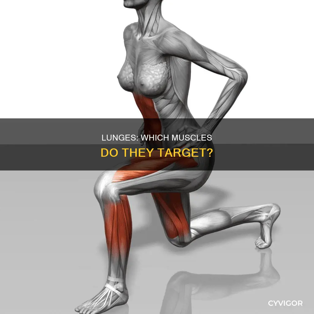 what muscle does lunges hit