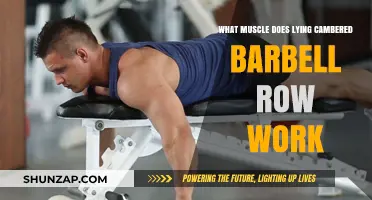 Lying Cambered Barbell Row: Target Muscles and Benefits Explained
