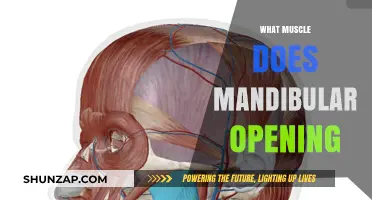 Jaw Muscle Mechanics: Mandibular Opening